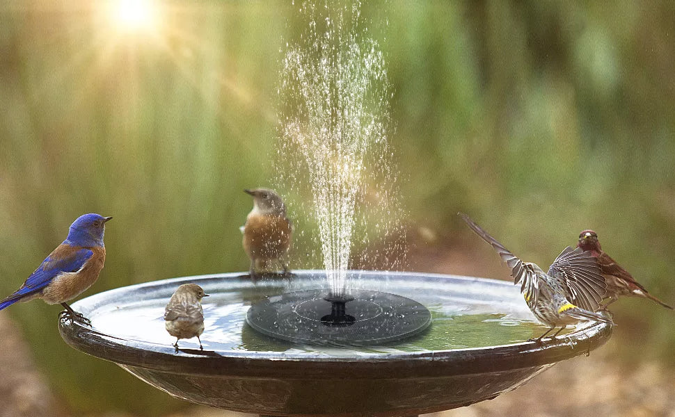 Solar Oasis: Aquatic Garden